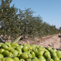 A factory for the production of olive oil